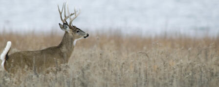 KANSAS FIREARM DEER SEASON OPENS NOV. 30