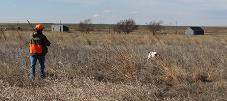 Pheasant And Quail Seasons Continue Tradition 