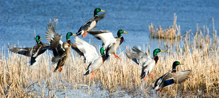 Deer and Waterfowl Hunting Regulations to be Considered