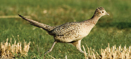 Pheasant Fest and Quail Classic to Feature Land Management Assistance