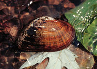 ELKTOE MUSSEL