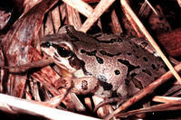 STRECKER'S CHORUS FROG