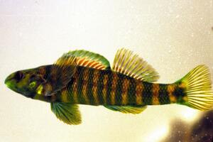 Banded Darter