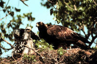 Golden Eagle