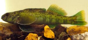 Greenside Darter