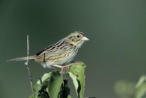 ©Bob Gress, BirdsInFocus.com