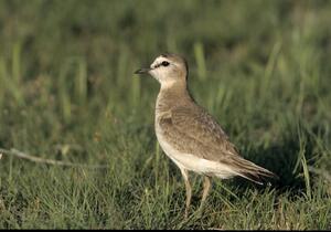  ©Bob Gress, BirdsInFocus.com