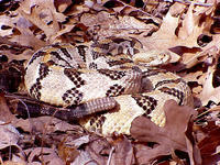 Timber Rattlesnake