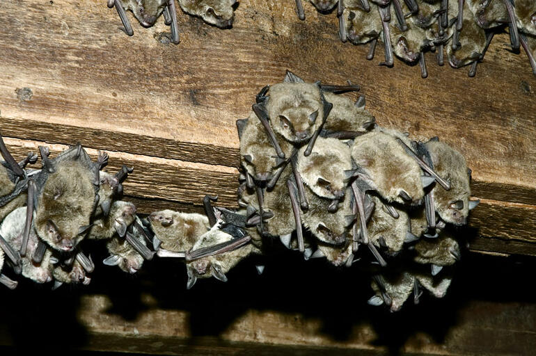 Cave Myotis in rafters