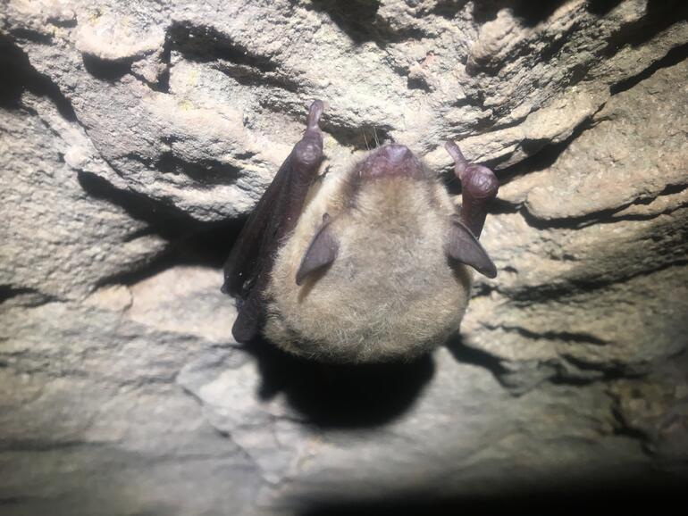 Cave Myotis