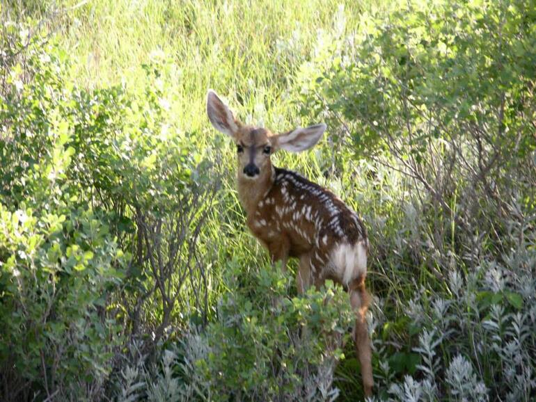 bambi