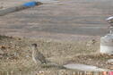 Resident Roadrunner