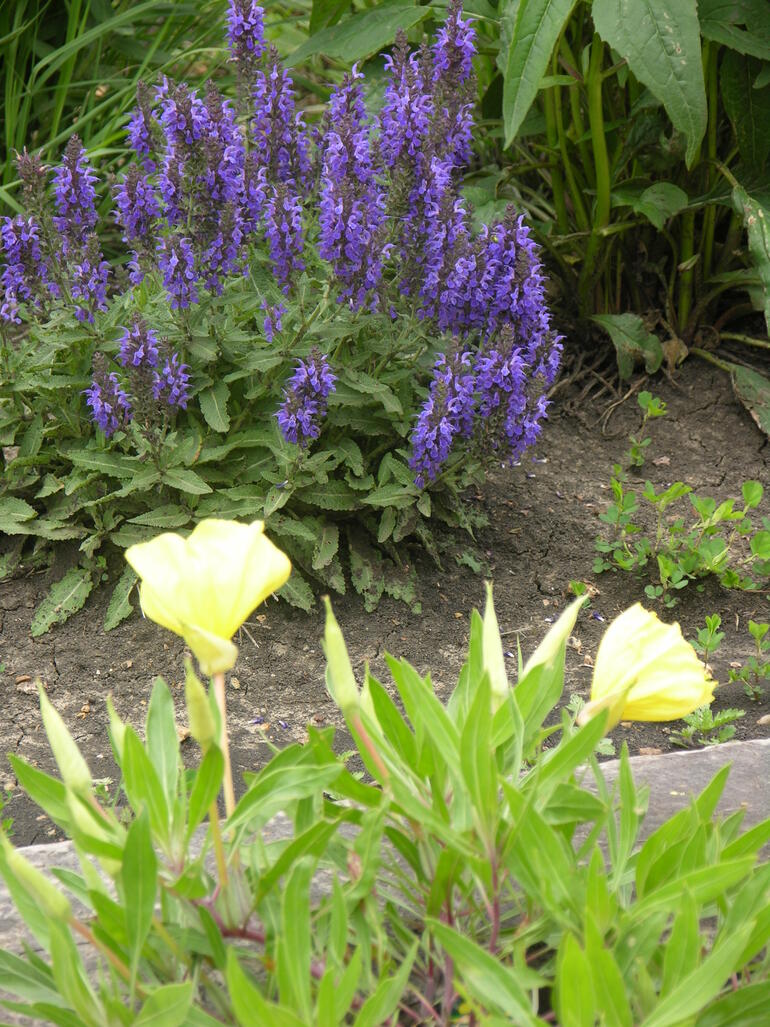 Flowers at Eisenhower State Park