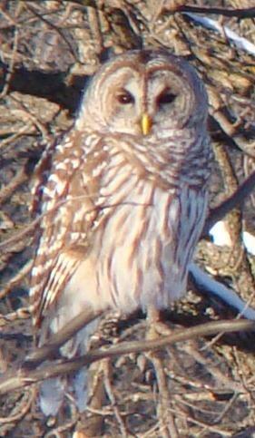 Kanopolis-barred owl