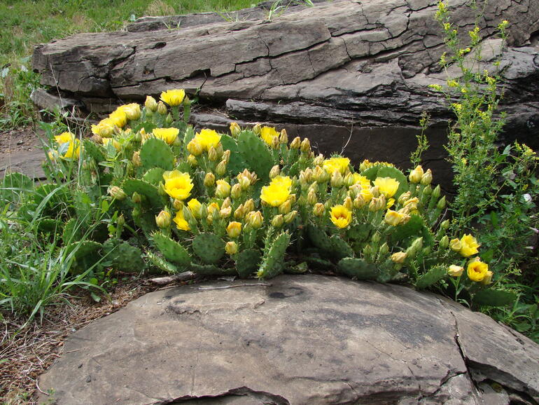 Prickly Pear Cactus after the rain