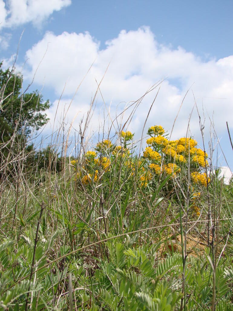 Summer Day at Kanopolis State Park