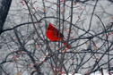 Cardinal