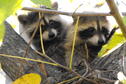 Park Wildlife - Racoons