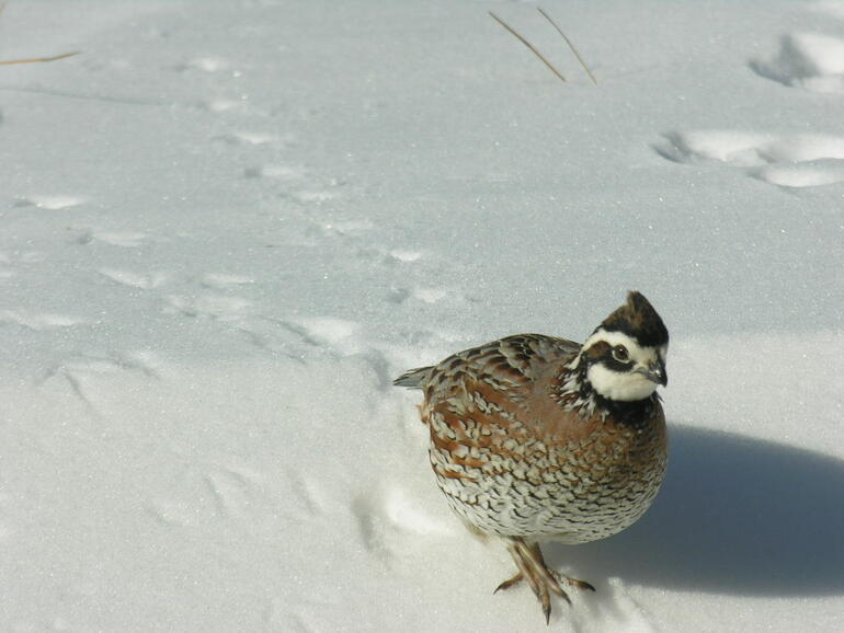 Bobwhite on White at Webster State Park