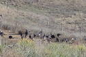 Wilson Lake Wild Turkeys