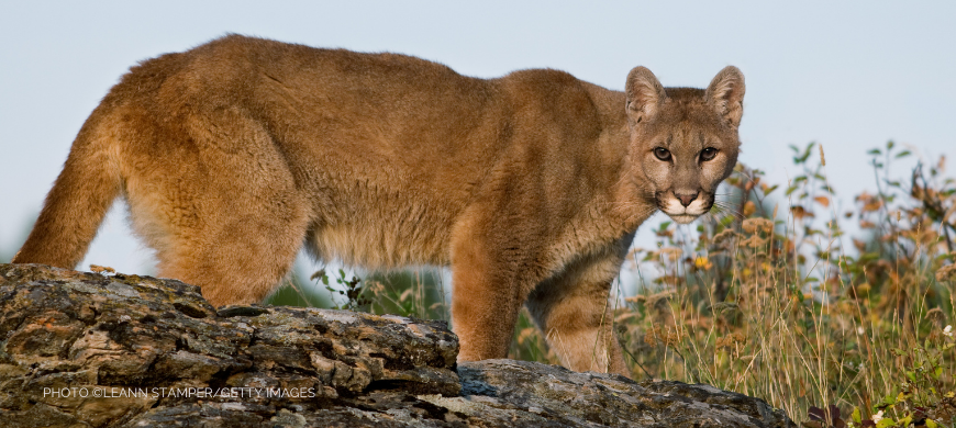 A mountain lion standing on top of a rock.